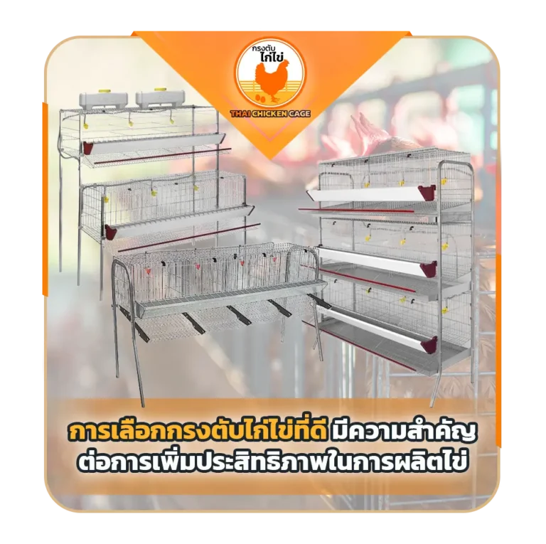 การเลือกกรงตับไก่ไข่ที่ดีมีความสำคัญต่อการเพิ่มประสิทธิภาพในการผลิตไข่และสุขภาพของไก่