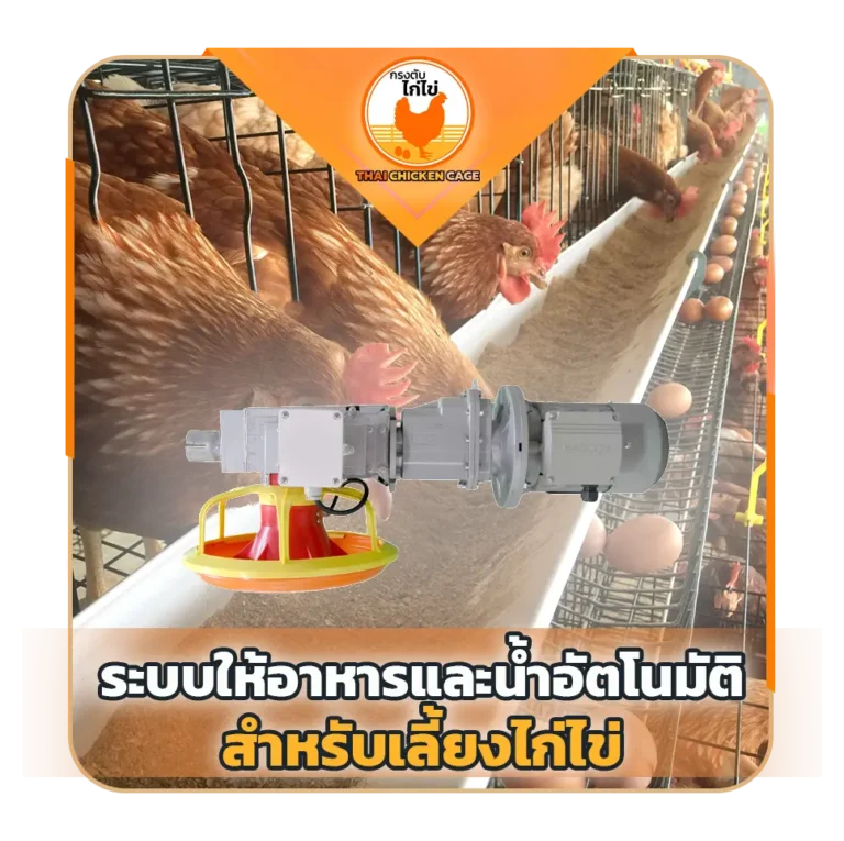 ระบบให้อาหารและน้ำอัตโนมัตสำหรับเลี้ยงไก่ไข่