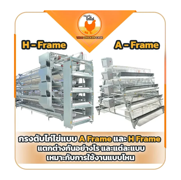 กรงตับไก่ไข่แบบ A Frame และ H Frame : แตกต่างกันอย่างไร และแต่ละแบบเหมาะกับการใช้งานแบบไหน