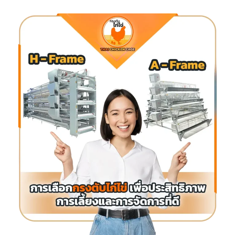 การเลือกกรงตับไก่ไข่ เพื่อประสิทธิภาพการเลี้ยงและการจัดการที่ดี