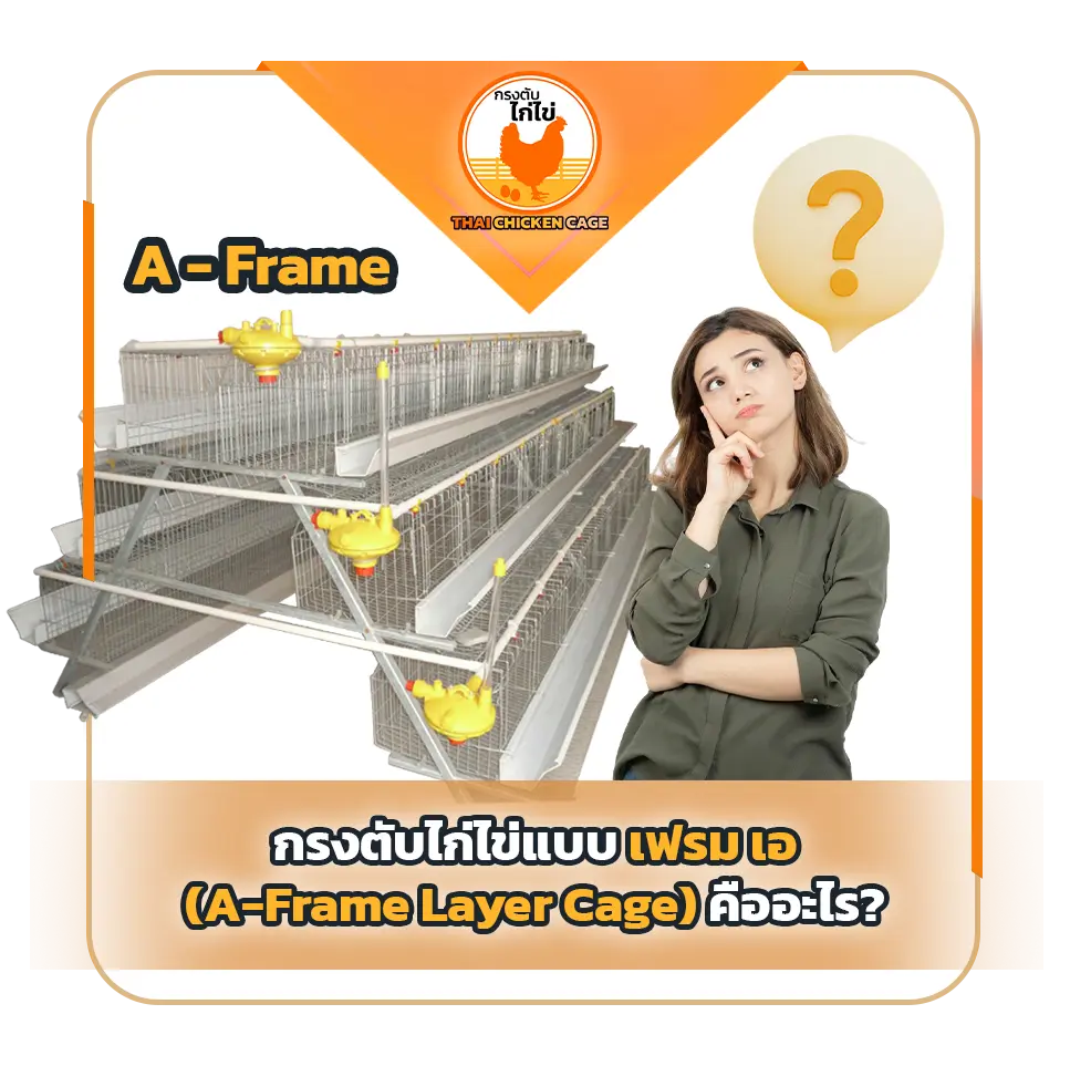 กรงตับไก่ไข่แบบเฟรม เอ (A-Frame Layer Cage) คืออะไร