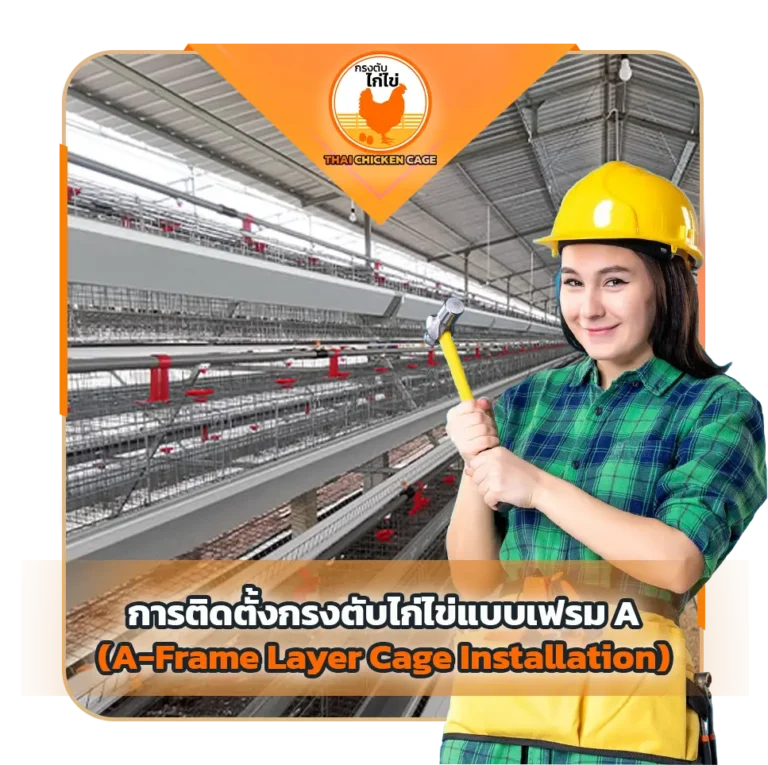 การติดตั้งกรงตับไก่ไข่แบบเฟรม A (A-Frame Layer Cage Installation)