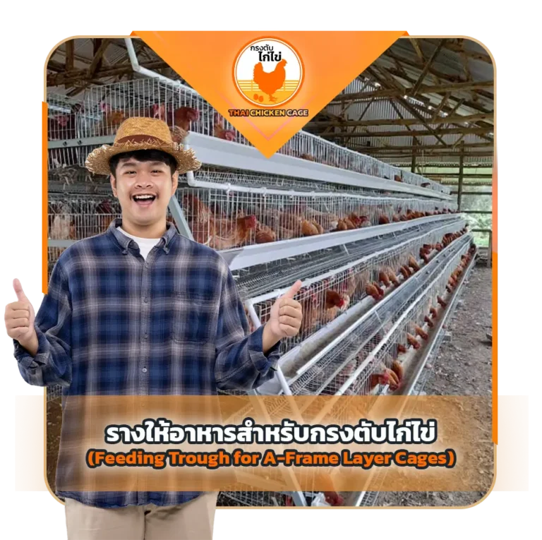 รางให้อาหารสำหรับกรงตับไก่ไข่ (Feeding Trough for A-Frame Layer Cages)
