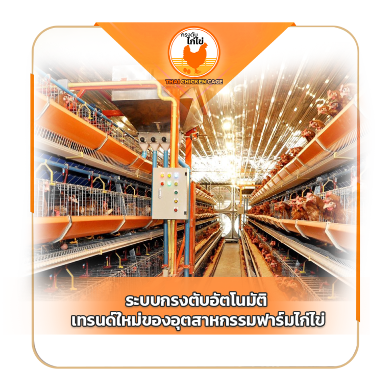 ระบบกรงตับอัตโนมัติ เทรนด์ใหม่ของอุตสาหกรรมฟาร์มไก่ไข่