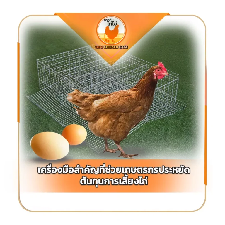 กรงตับไก่ไข่เครื่องมือสำคัญที่ช่วยเกษตรกรประหยัดต้นทุนการเลี้ยงไก่