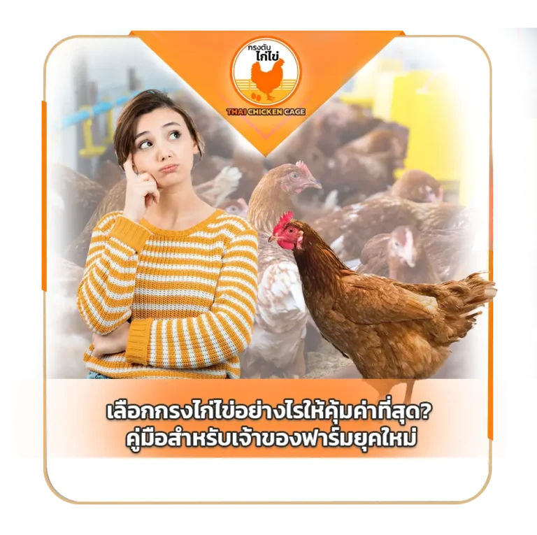 เลือกกรงไก่ไข่อย่างไรให้คุ้มค่าที่สุด? คู่มือสำหรับเจ้าของฟาร์มยุคใหม่