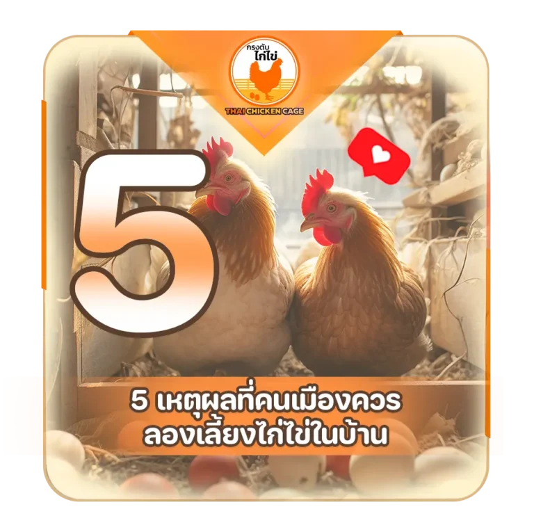 5 เหตุผลที่คนเมืองควรลองเลี้ยงไก่ไข่ในบ้าน