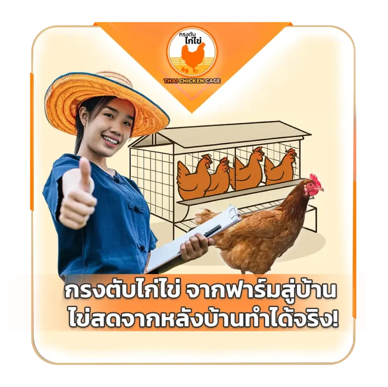 กรงตับไก่ไข่ จากฟาร์มสู่บ้าน ไข่สดจากหลังบ้านทำได้จริง!
