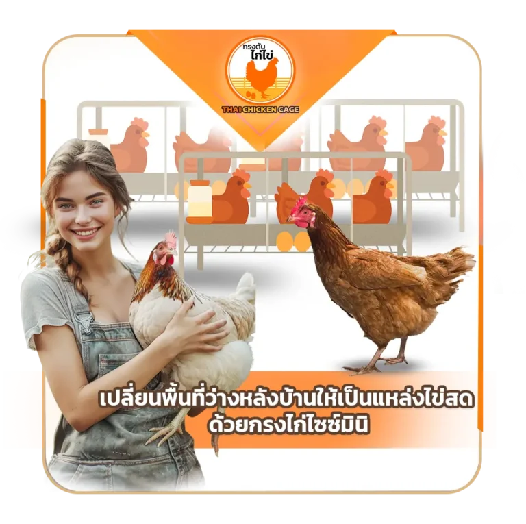 เปลี่ยนพื้นที่ว่างหลังบ้านให้เป็นแหล่งไข่สด ด้วยกรงไก่ไซซ์มินิ