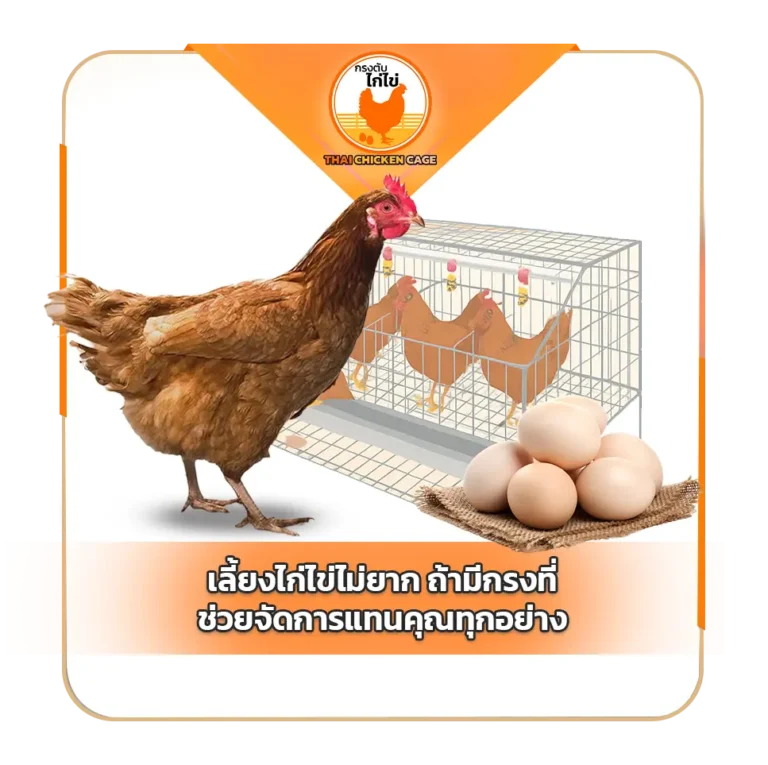 เลี้ยงไก่ไข่ไม่ยาก ถ้ามีกรงที่ช่วยจัดการแทนคุณทุกอย่าง