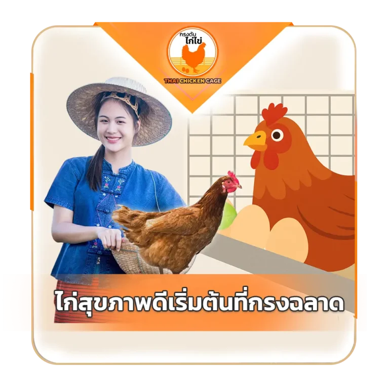 ไก่สุขภาพดี เริ่มที่กรงดีไซน์ฉลาด ความลับของกรงตับไก่ไข่ยุคใหม่