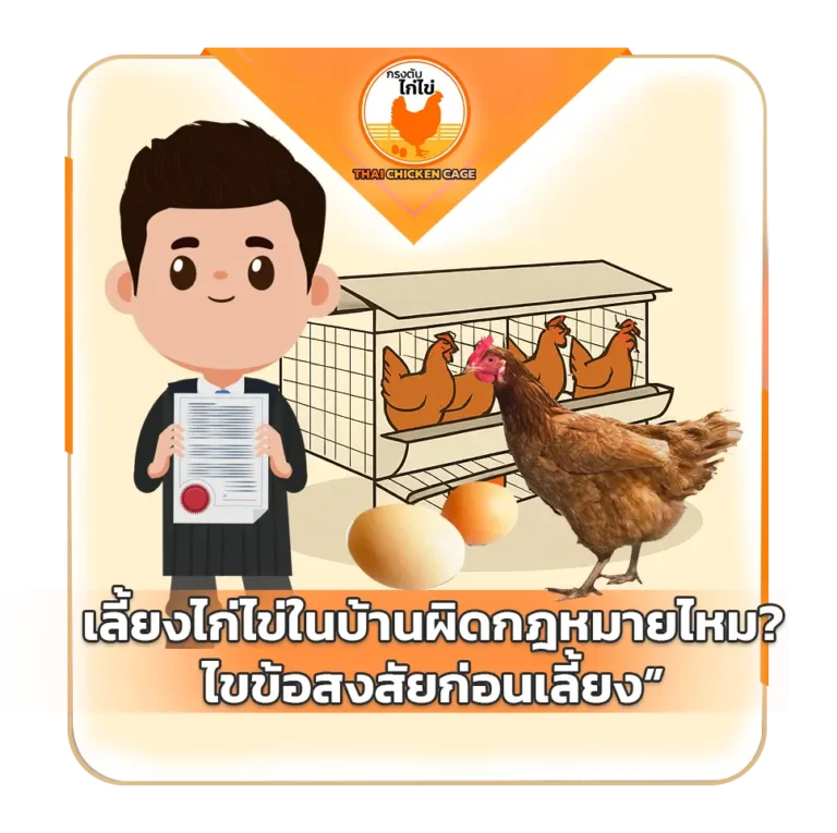เลี้ยงไก่ไข่ในบ้านผิดกฎหมายไหม? ไขข้อสงสัยก่อนเลี้ยง